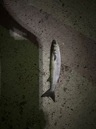 ボラの釣果