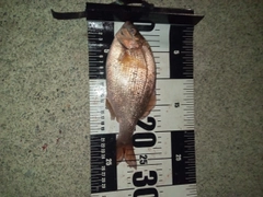 ウミタナゴの釣果