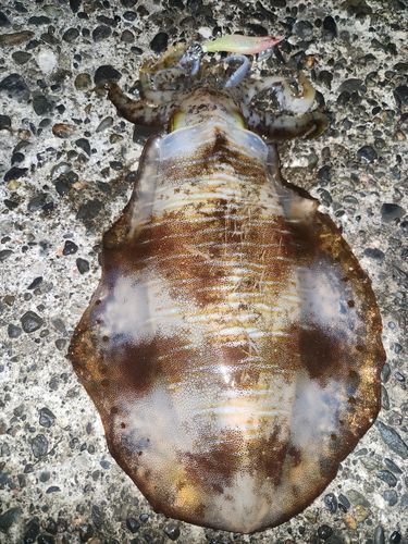 アオリイカの釣果