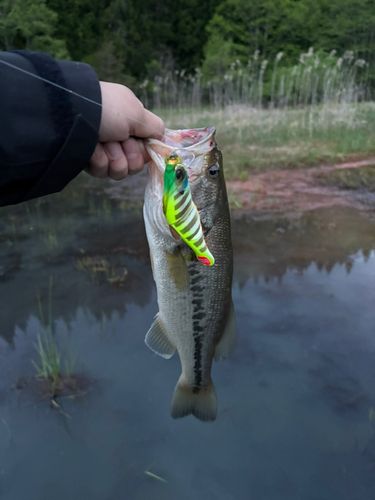 ブラックバスの釣果