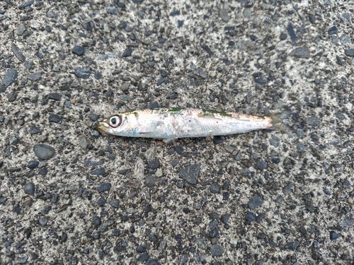 ウルメイワシの釣果