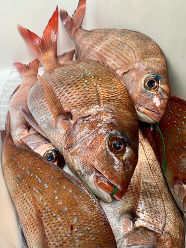 マダイの釣果