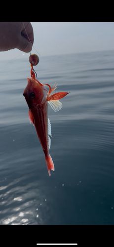 ホウボウの釣果