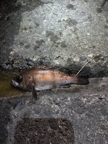 メバルの釣果