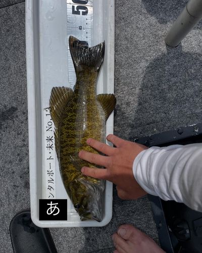 ブラックバスの釣果