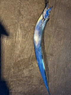 タチウオの釣果