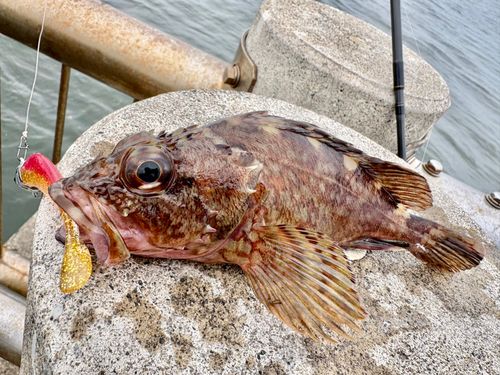 カサゴの釣果