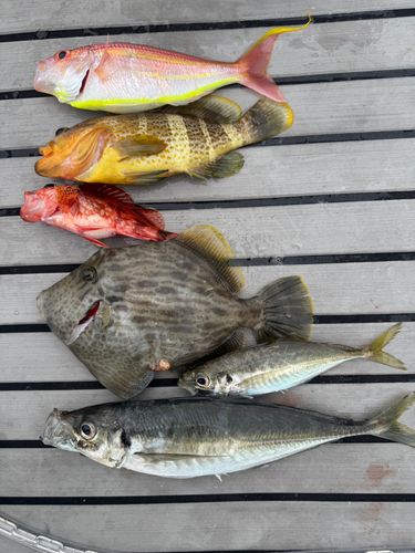 カワハギの釣果