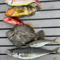 カワハギ