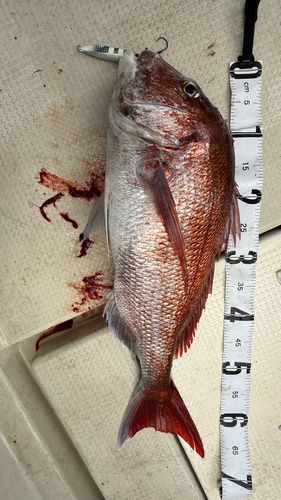 タイの釣果