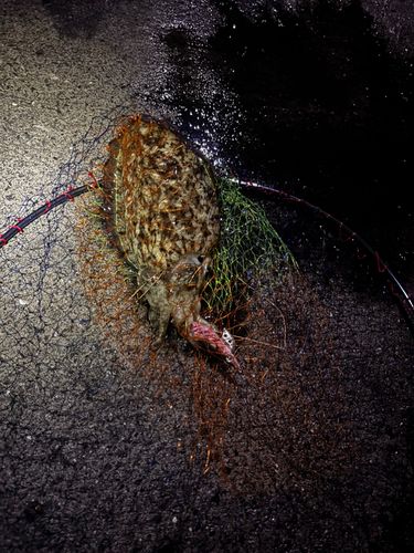 モンゴウイカの釣果