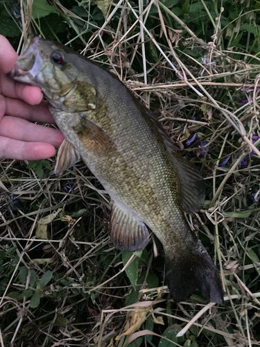 スモールマウスバスの釣果
