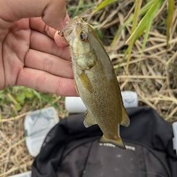 スモールマウスバス