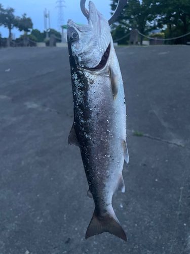 サクラマスの釣果
