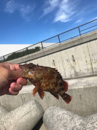 カサゴの釣果