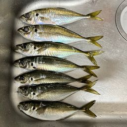 マアジ