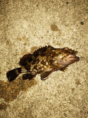 カサゴの釣果