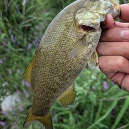 スモールマウスバス