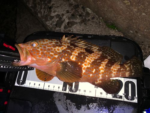 キジハタの釣果