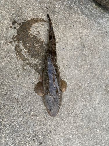 マゴチの釣果