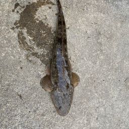 マゴチ