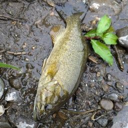 スモールマウスバス