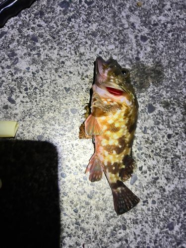 カサゴの釣果