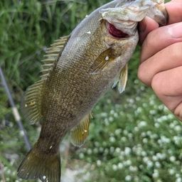 スモールマウスバス