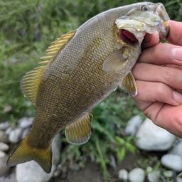 スモールマウスバス