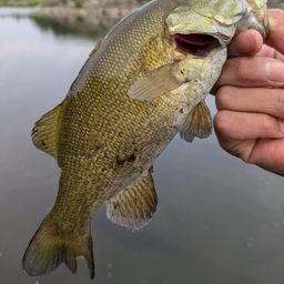 スモールマウスバス