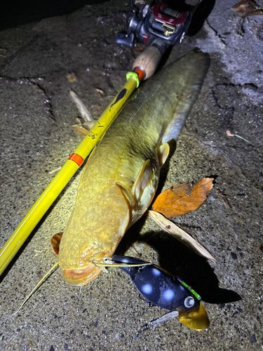 ナマズの釣果