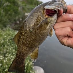 スモールマウスバス