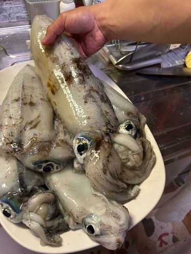 ミズイカの釣果