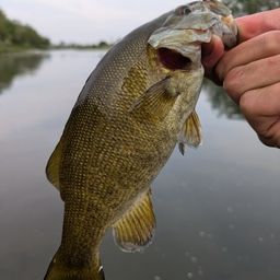 スモールマウスバス