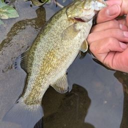 スモールマウスバス