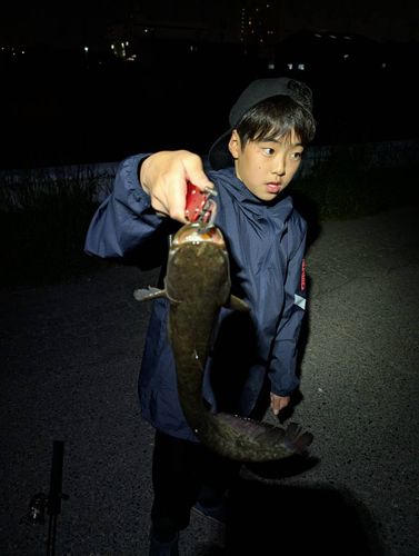 ナマズの釣果