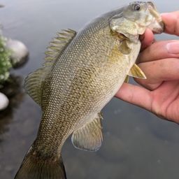 スモールマウスバス