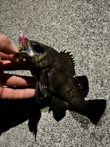 アカメバルの釣果