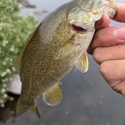 スモールマウスバス