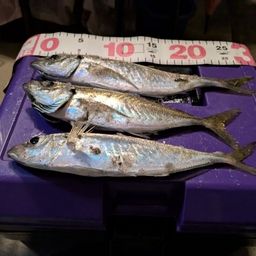 アジ