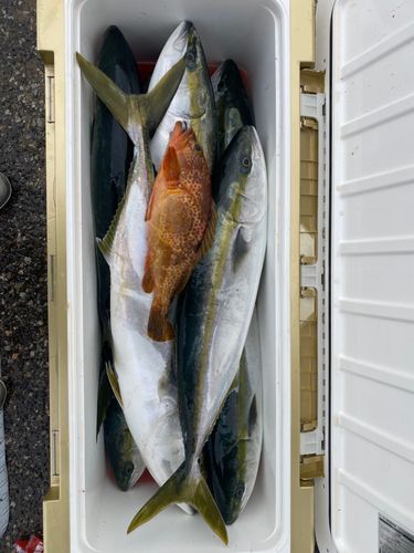 ハマチの釣果