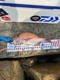 マダイの釣果