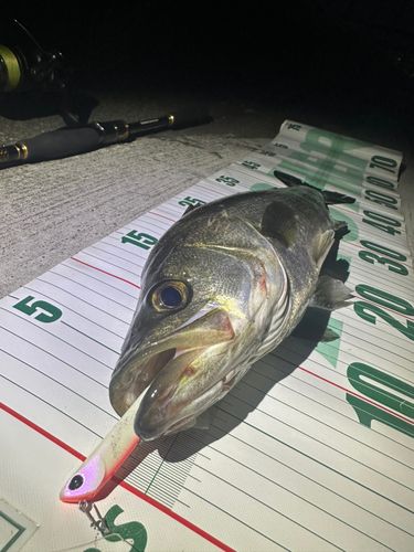 シーバスの釣果