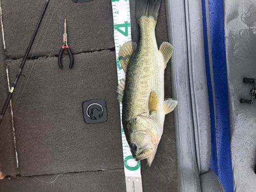 ブラックバスの釣果