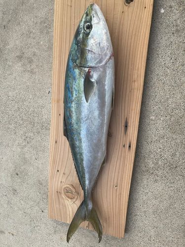 メジロの釣果