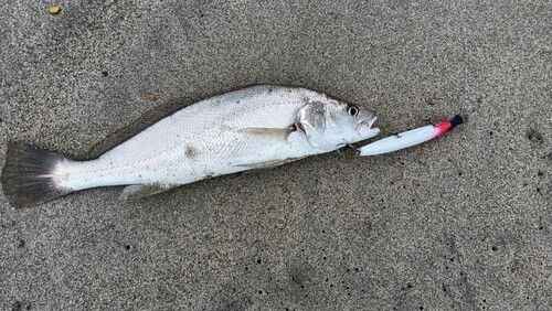 ニベの釣果