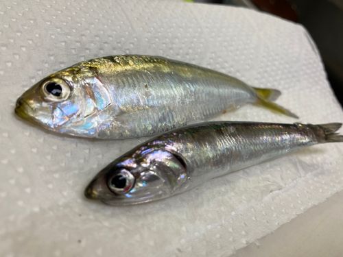 カタクチイワシの釣果