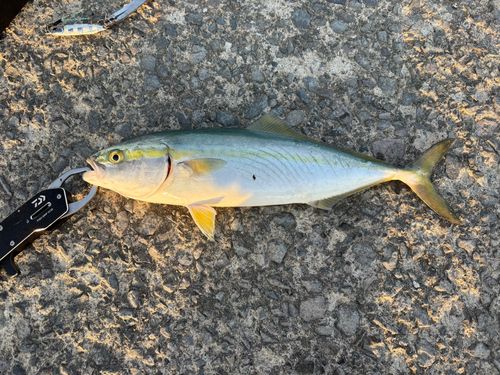 イナダの釣果