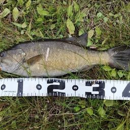 スモールマウスバス