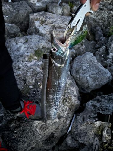 タチウオの釣果